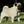 Mops