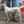 Istrian Shorthaired Hound