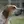 Foxhound anglais