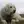 Kuvasz húngaro