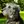 Irischer Wolfshund