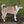 Chien norvégien de Macareux