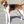 Foxhound américain