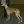 Hungarian Greyhound
