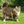 Norwegian Forest Cat