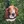 Basset Hound
