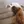 Cavalier King Charles