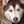 Husky siberiano