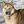Husky Sibérien