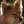 Spitz Finlandais