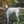 Englischer Pointer