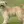 Pyreneese Herdershond