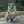 Spitz des Wisigoths