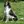 Französischer Spaniel