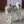Chien du Groenland