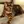 Toyger