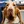 Bloodhound