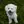 Bichon Frisé