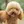 Pudel