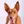 Podenco Canario