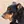 Beauceron