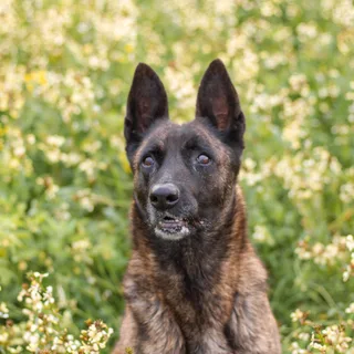 Holländischer Schäferhund