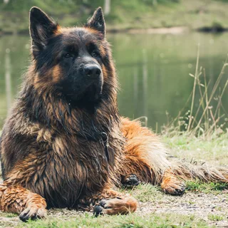 Altdeutscher Schäferhund