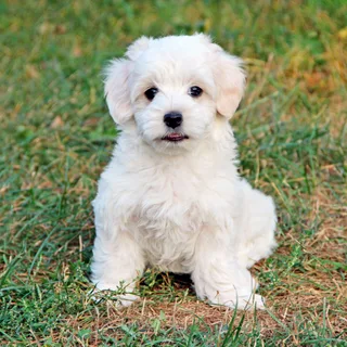 Maltipoo