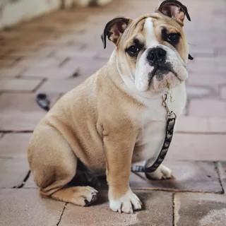Olde English Bulldogge