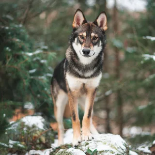 Tamaskan