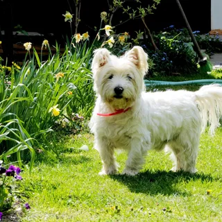 West Highland White Terrier