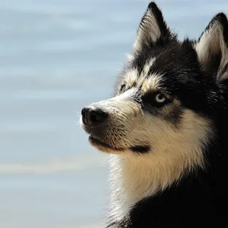 Alaskan Klee Kai