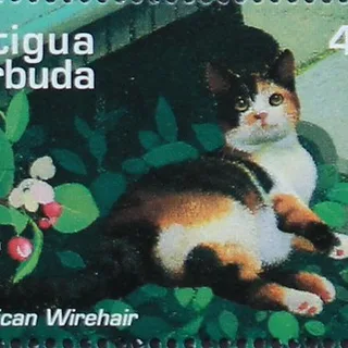 American Wirehair