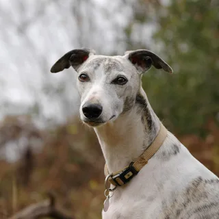 Whippet