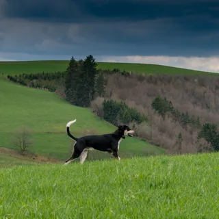Anglo-Francês de Pequena Vènerie