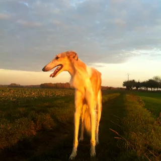 Borzoi
