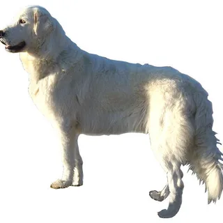 Pastor de Maremma y de los Abruzos