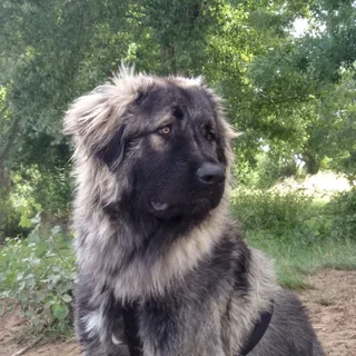 Caucasian Shepherd Dog