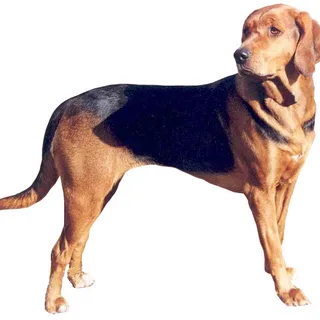 Segugio Polacco