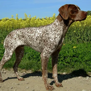 Franse Pointer