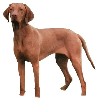 Braco húngaro de pelo corto