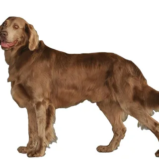 Weimaraner