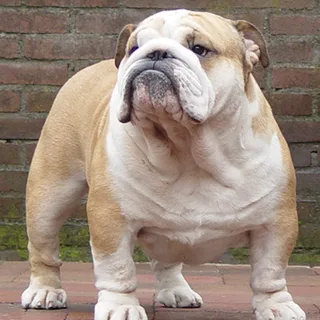Bulldog Inglés