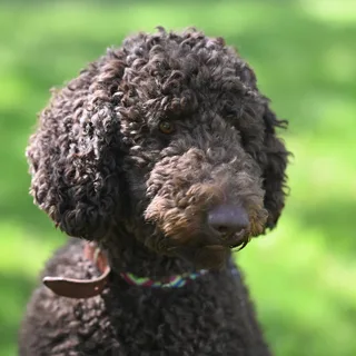 Caniche