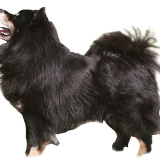 Lapphund finlandés