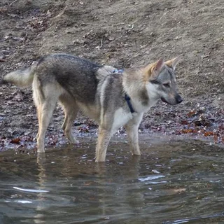 Czechoslovakian Wolfdog