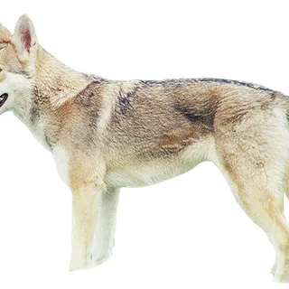 Perro lobo de Saarloos