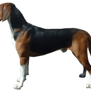 Sabueso de Hamilton