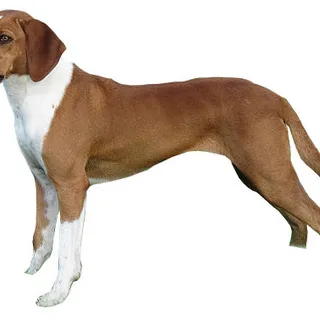 Sabueso de Hygen