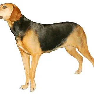 Sabueso de Schiller